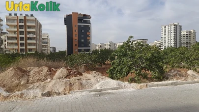 Şanlıurfa'da Fıstık Bahçeleri Yok Oluyor