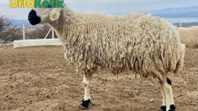 2025 Kurban Bayramı için hazırlıklar başladı, hayvan pazarlarında hareketlilik arttı!
