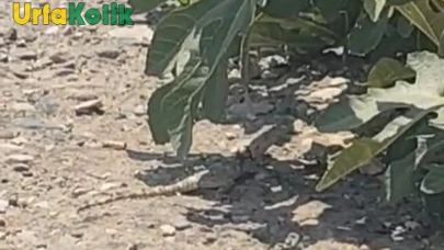 Bozova'da Nesli Tehlike Altındaki Dev Çöl Varanı Görüntülendi!