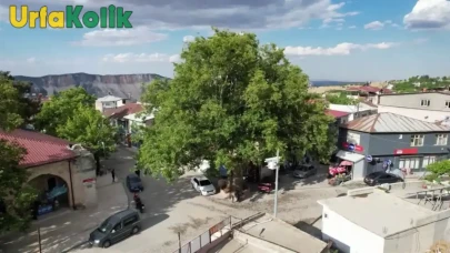 Şanlıurfa'da 600 Yıllık Tarihi Ağaç Kültür Varlığı Olarak Kayıt Altına Alındı!