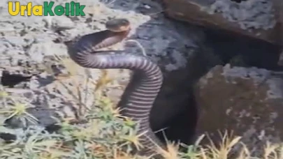 Şanlıurfa'da Havalar Isınınca Zehirli Yılanlar Geri Döndü.