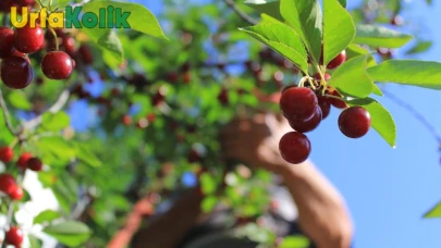 Urfalı çiftçi zirai don felaketiyle karşı karşıya: "Tarladan umudu don aldı"