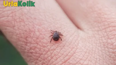 Kene Popülasyonu İle İlgili Tartışmalara Sağlık Bakanlığı'ndan Açıklama