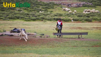 Karacadağ’ın eteklerinde göçebe yaşam geleneği asırlardır sürüyor