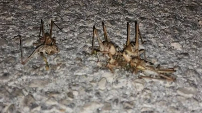 Çekirgelerin İstilası: Yollar Çekirge Dolu!