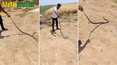 Bozova'da Hava Sıcaklığının Etkisiyle 6 Yılan Aynı Anda Ortaya Çıktı