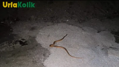Van'da itfaiye ekipleri tarafından aracın motoruna giren yılan kurtarıldı.