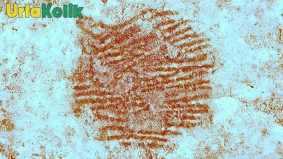 İspanya'da 43 Bin Yıllık Neandertal Parmak İzi Keşfedildi
