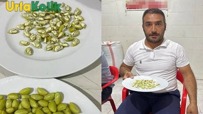 Nizip'te Çiftçilere Ödül: 2025 Sezonunun İlk Antep Fıstığı Hasadı Yapıldı!