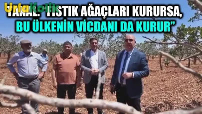 Halfeti'de Susuzluk Tehlikesi: Fıstık Ağaçları Kuruma Noktasında!