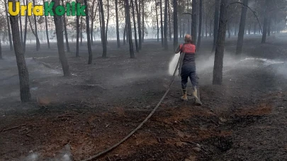 Bozova'da Orman Yangını Hızla Söndürüldü, Vatandaşlar Rahat Bir Nefes Aldı
