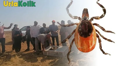 Kene Popülasyonunu Azaltmak İçin Keklik ve Sülünler Doğal Çözüm