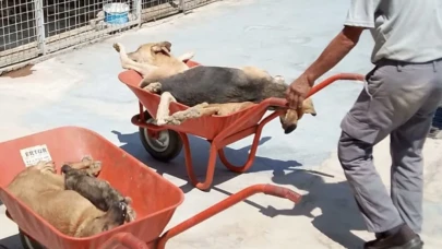 Manisa Alaşehir’de Sokak Köpekleri Barınakta Öldürülüp Çöpe Atıldı