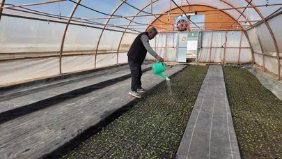 Büyükşehir Seralarında 400 Bin Yazlık Çiçek Üretiliyor