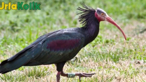 Kelaynak