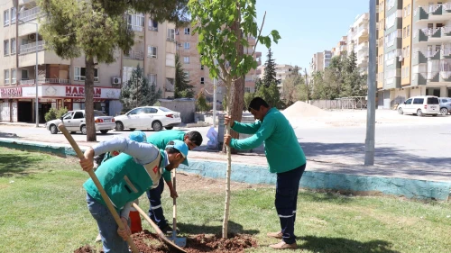Haliliye’de Ağaçlandırma Seferberliği Devam Ediyor
