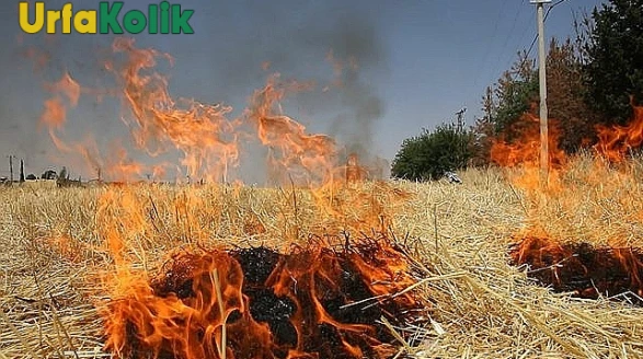 Şanlıurfa Valiliği'nden Çiftçilere Büyük Uyarı: Tehlikeyi Göze Almayın!