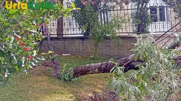 Şanlıurfa'da Etkili Fırtına Sonucu Ağaçlar Devrildi
