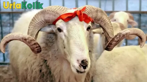 Kurbanlık hayvanlarda titiz denetim! Kulak küpesi ve sağlık raporu artık zorunlu hale geldi.