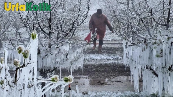Tarım Alanlarında Felaket: Soğuk Hava Dalgası Çiftçileri Vurdu!