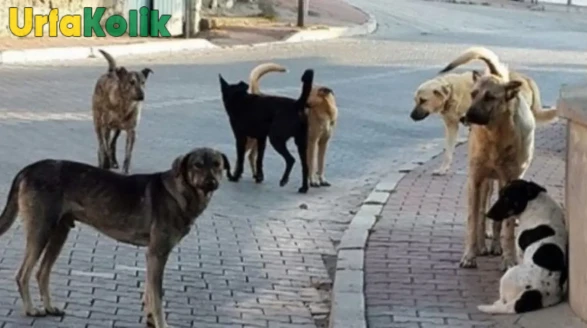 Bozova Belediyesi uyardı! Cezası 71.000₺