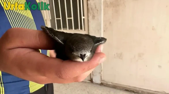 Besni'de yaralı Ebabil kuşu doğaya bırakıldı, genç duyarlı davrandı.