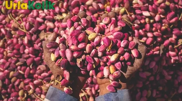 Şanlıurfa Fıstığı İçin Yeni Bir Yol Haritası Oluşturulacak!