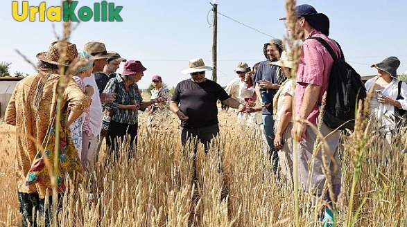 Şanlıurfa'da "Slow Wheat Şanlıurfa 2025" etkinliği başladı: "Her adımda bir asır, her asırda bir sır"!