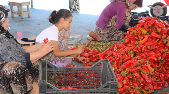 Şanlıurfa'da kırmızı biber fiyatları ne durumda?