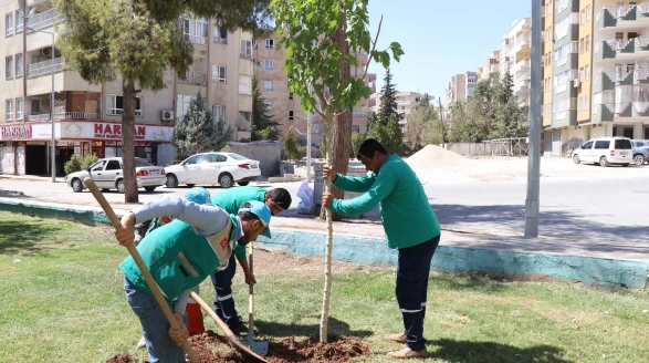 Haliliye’de Ağaçlandırma Seferberliği Devam Ediyor
