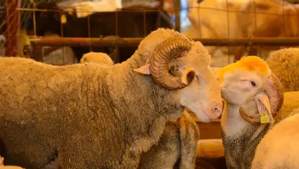 Vekaletle Kurban Kesim Bedelleri Açıklandı