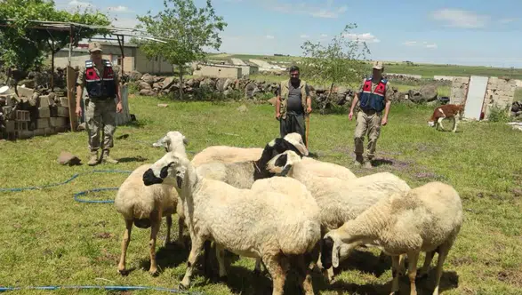 Kayıp 9 Küçükbaş Hayvan Drone Destekli Çalışmayla Bulundu