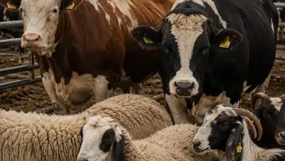 Bayramda 3,3 Milyon Kurbanlık Kesilmesi Bekleniyor