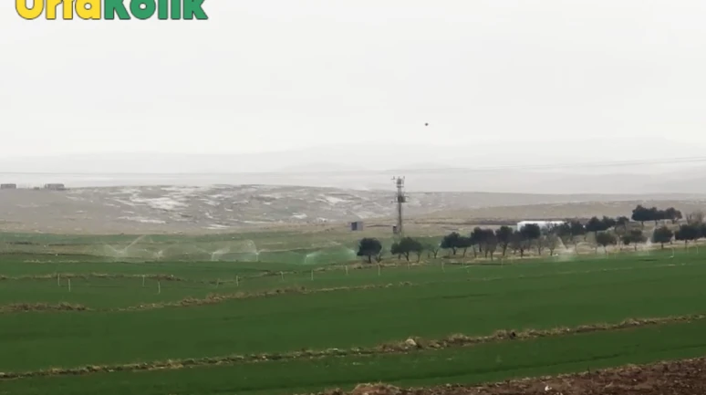 Elektrik Hırsızlığı Yapan Çiftçiler, Yağmurdan Zarar Görmediler