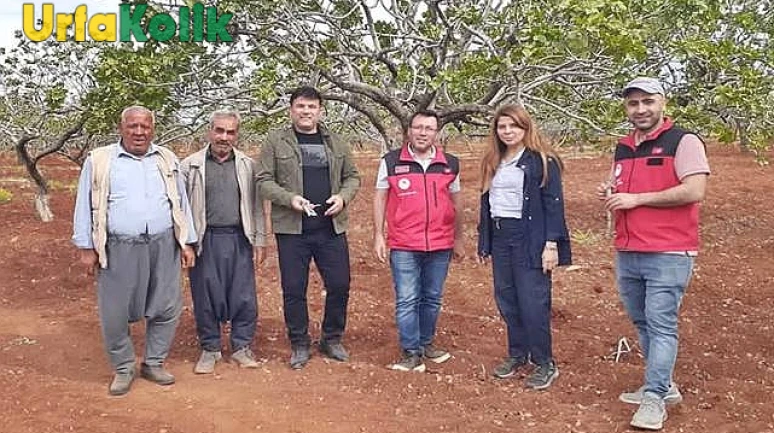 Şanlıurfa Bozova'da Fıstık Üretimini Tehdit Eden Kuraklık Endişesi Büyüyor