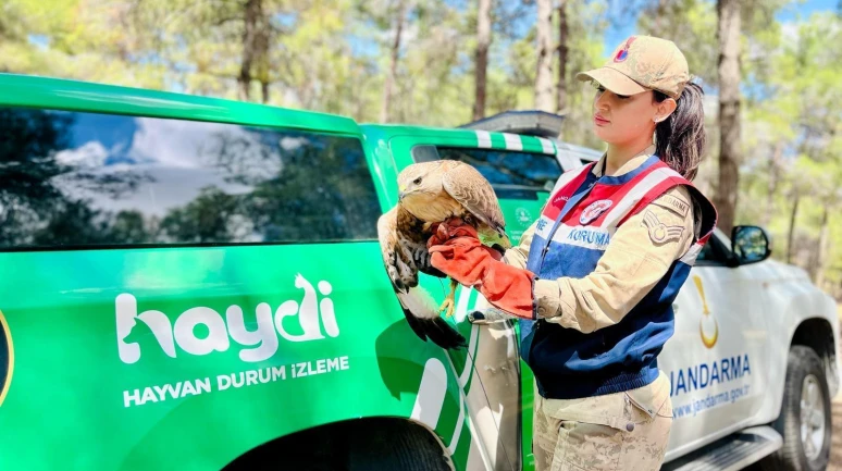 Viranşehir’de Yaralı Kartal Haydi Ekipleri Tarafından Kurtarıldı