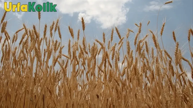Türkiye'nin en önemli tahıl alıcısı TMO, buğday ve arpa alımları için harekete geçiyor! Detaylar açıklandı, işte alım tarihleri ve detayları...