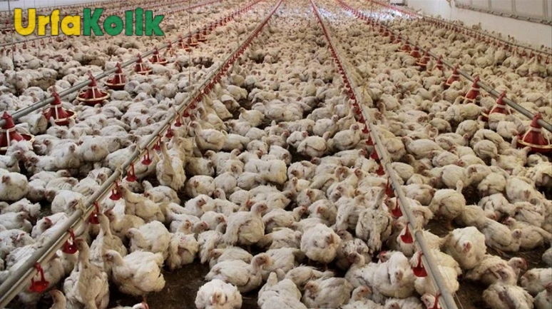 Tavuk eti üretimi yıllık bazda mart ayında arttı!