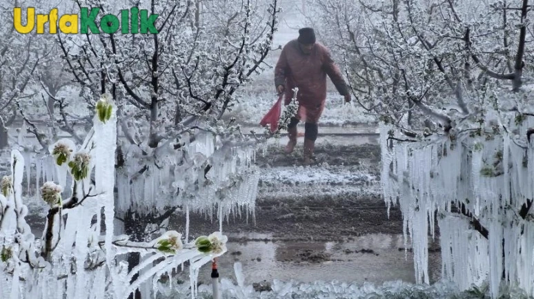 Tarım Alanlarında Felaket: Soğuk Hava Dalgası Çiftçileri Vurdu!