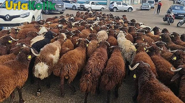 Şanlıurfa'da Kurban Bayramı için Kesimlik Hayvan Fiyatları Netleşti