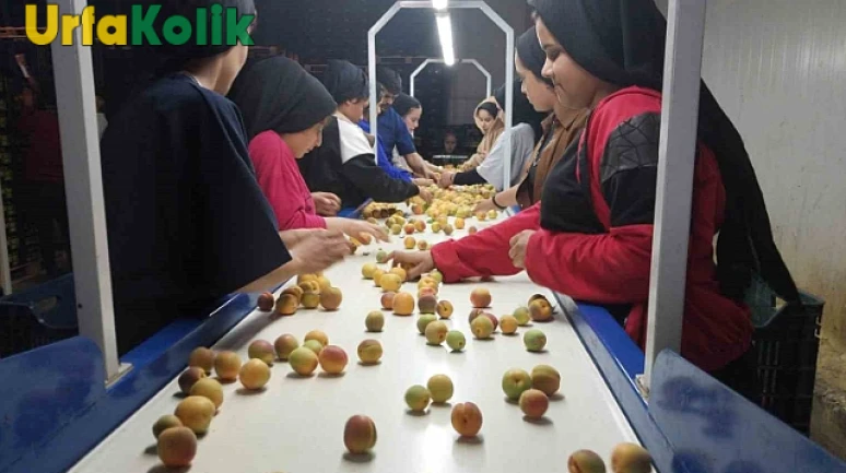 Kayısı Mahsulünde Verim Artışıyla Birlikte İhracat Hareketlendi