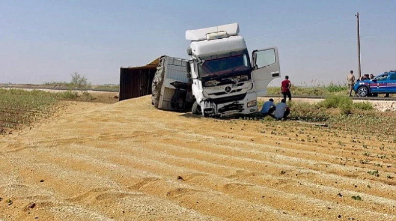 Şanlıurfa’da Buğday Yüklü Tır Devrildi: Tonlarca Buğday Yere Saçıldı
