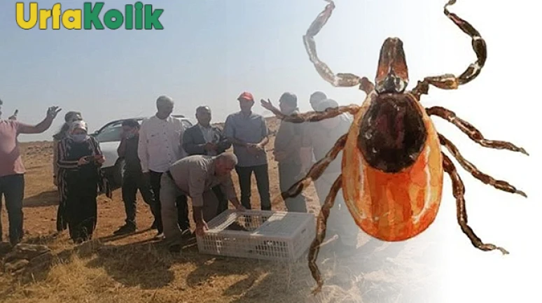 Kene Popülasyonunu Azaltmak İçin Keklik ve Sülünler Doğal Çözüm