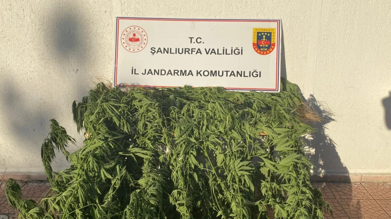 Jandarmadan Uyuşturucu Operasyonu