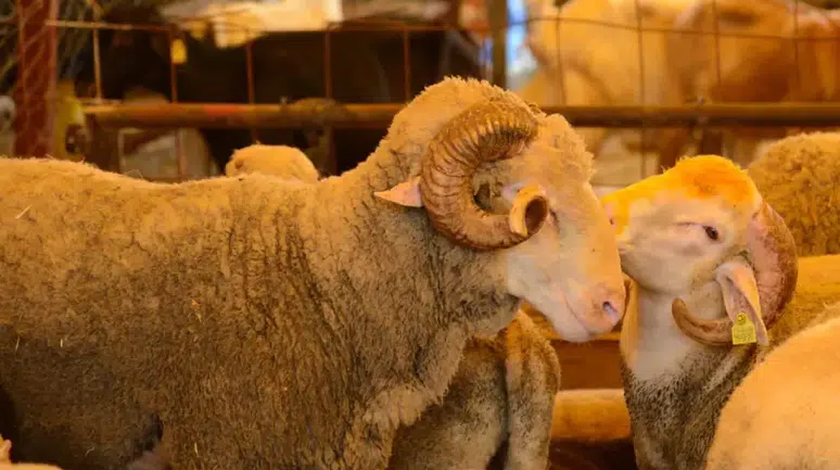 Vekaletle Kurban Kesim Bedelleri Açıklandı