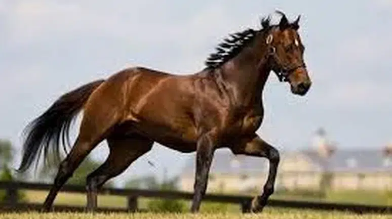 Şanlıurfa'fa Tarlada  Kesilmiş At Başı Bulundu