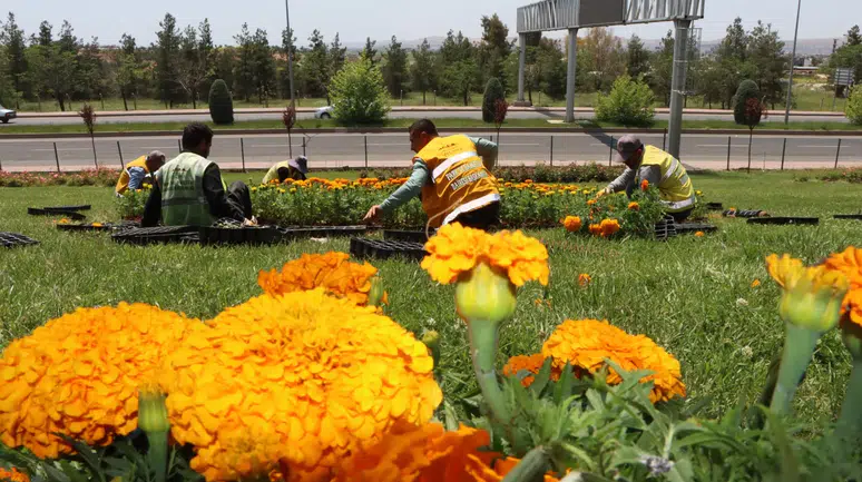 Büyükşehir Kendi Serasında Üretti, Şehrin Dört Bir Yanını Çiçeklerle Donattı