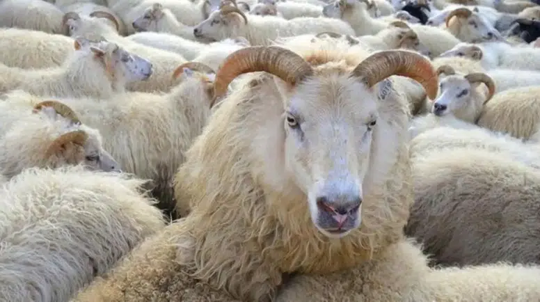 Kurban Pazarlarının Kurulacağı Tarihler Açıklandı: